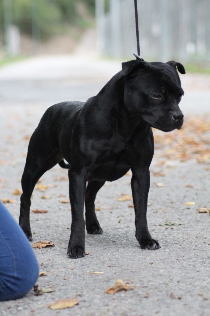 skilful dogs Black lady