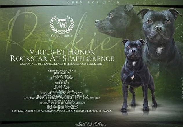CH. Virtus Et Honor Rockstar at stafflorence