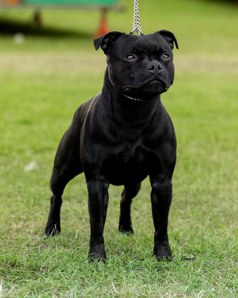 CH. Virtus Et Honor The kingmaker