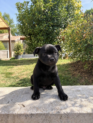 Buddy
